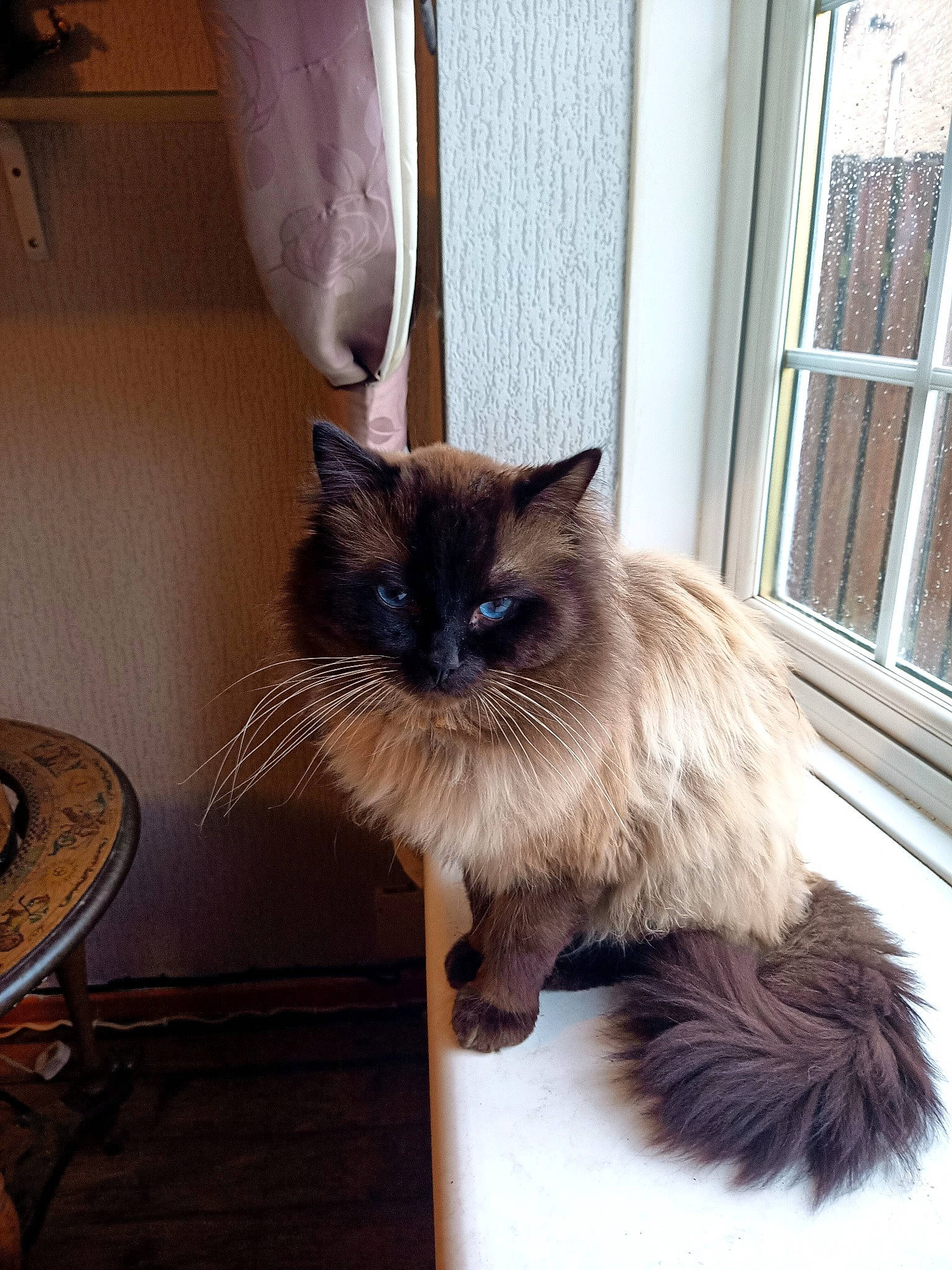 Harry Potter joined the competition — help win amazing prizes! balinese, birman, carnivore, cat, claw, curtain, fawn, felidae, fur, grey, plant, ragdoll, siamese, small_to_medium_sized_cats, snout, table, tail, whiskers, window, wood