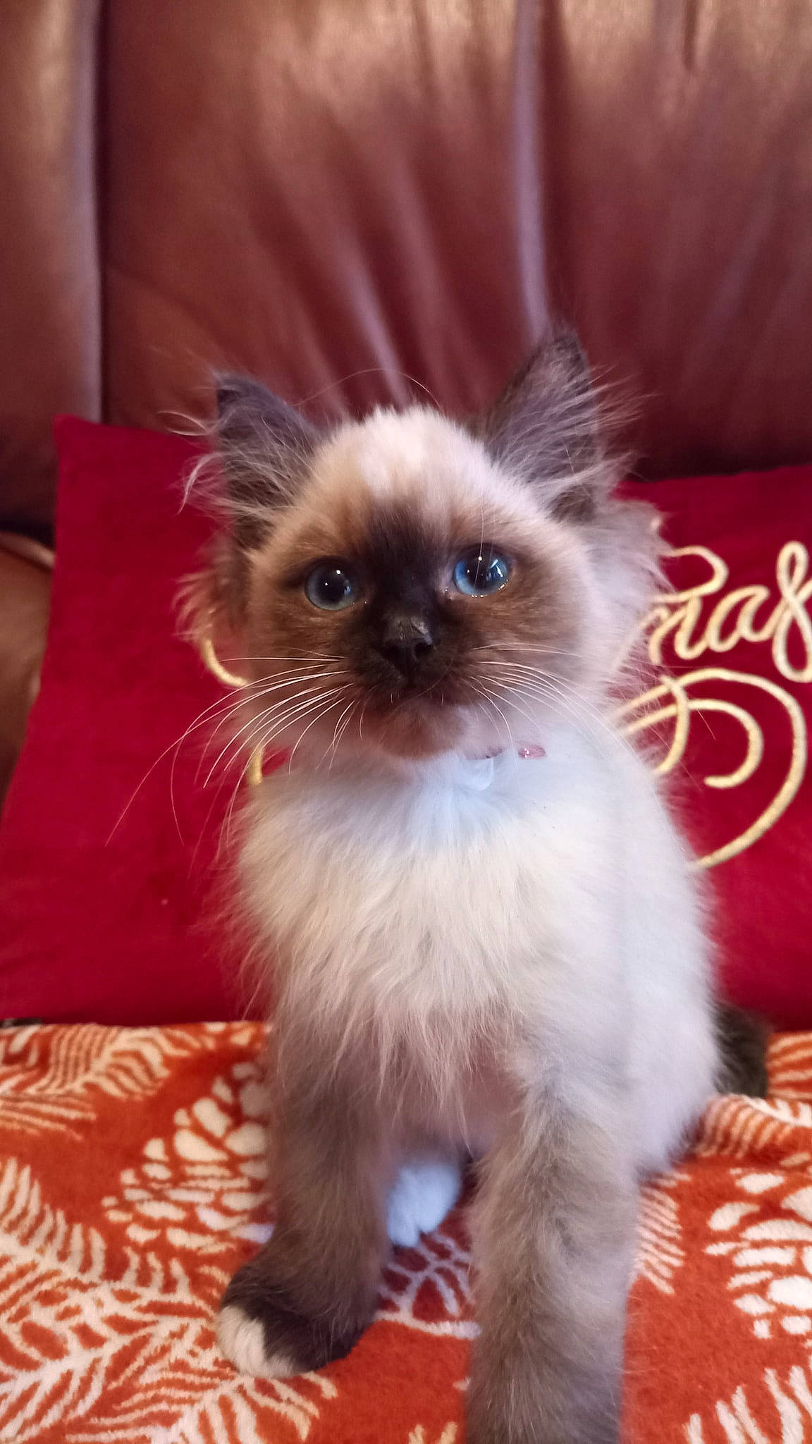 Luna joined the competition — help win amazing prizes! birman, carnivore, cat, companion_dog, event, fawn, felidae, fur, iris, siamese, small_to_medium_sized_cats, snout, thai, whiskers