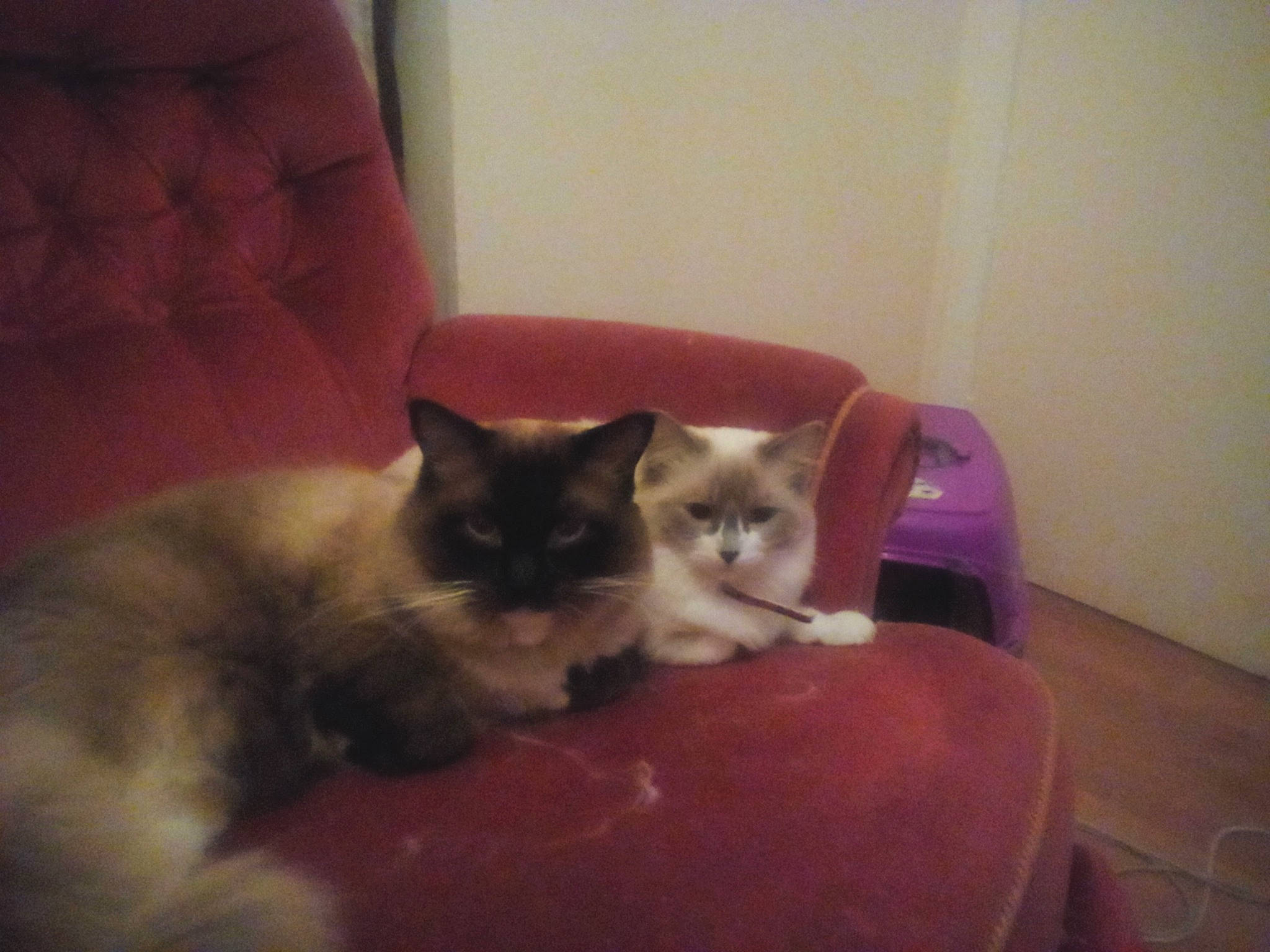 Katitzi is registered to the contest to win money with this photo: balinese, carnivore, cat, cat_bed, cat_supply, chair, comfort, couch, domestic_short_haired_cat, fawn, felidae, fur, furniture, hardwood, pet_supply, small_to_medium_sized_cats, snout, tail, whiskers, wood