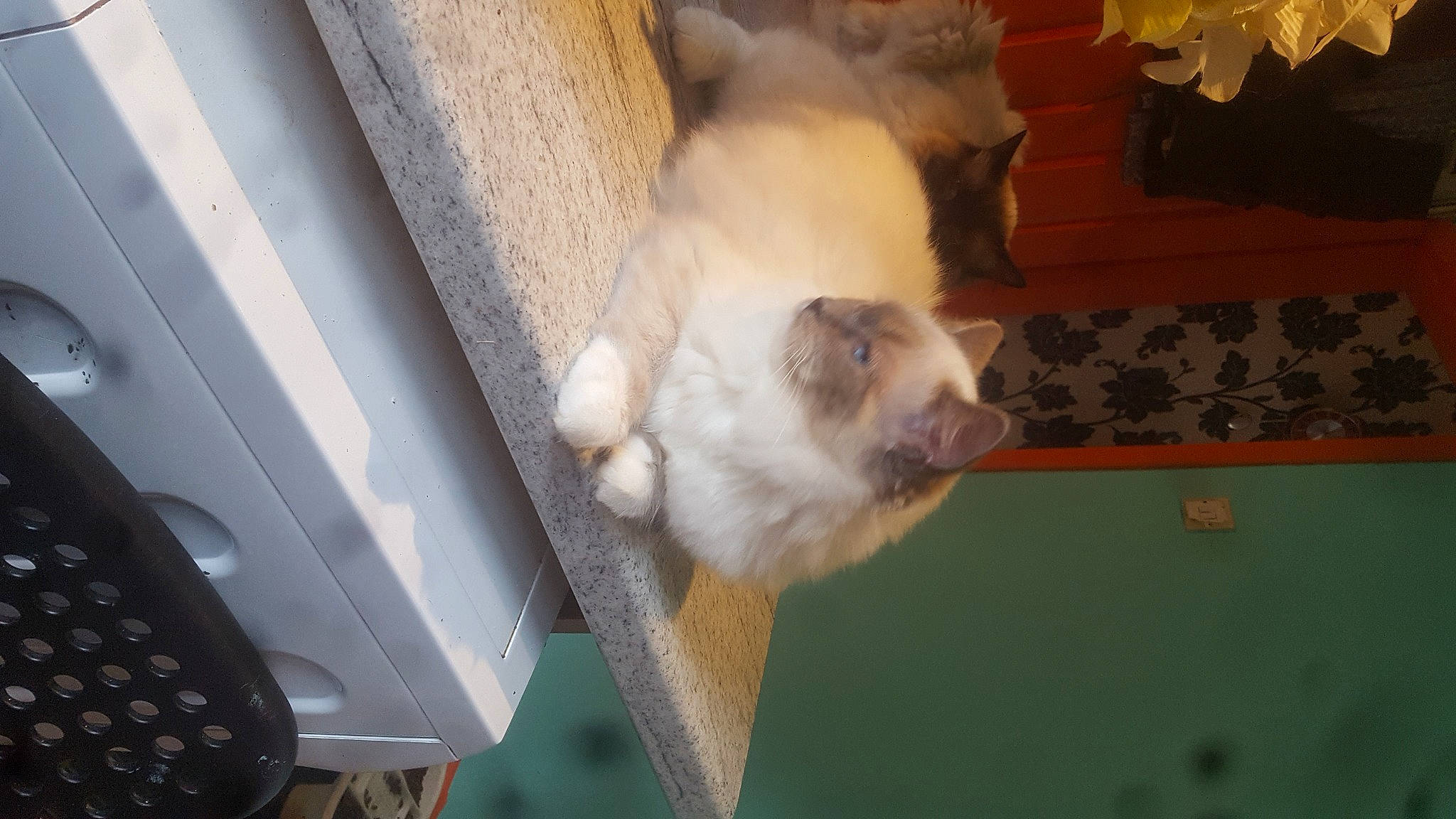 Bouza is registered to the contest to win money with this photo: canidae, carnivore, cat, comfort, companion_dog, dog_breed, domestic_short_haired_cat, fawn, felidae, flooring, foot, fur, hardwood, houseplant, paw, room, small_to_medium_sized_cats, tail, whiskers, wood