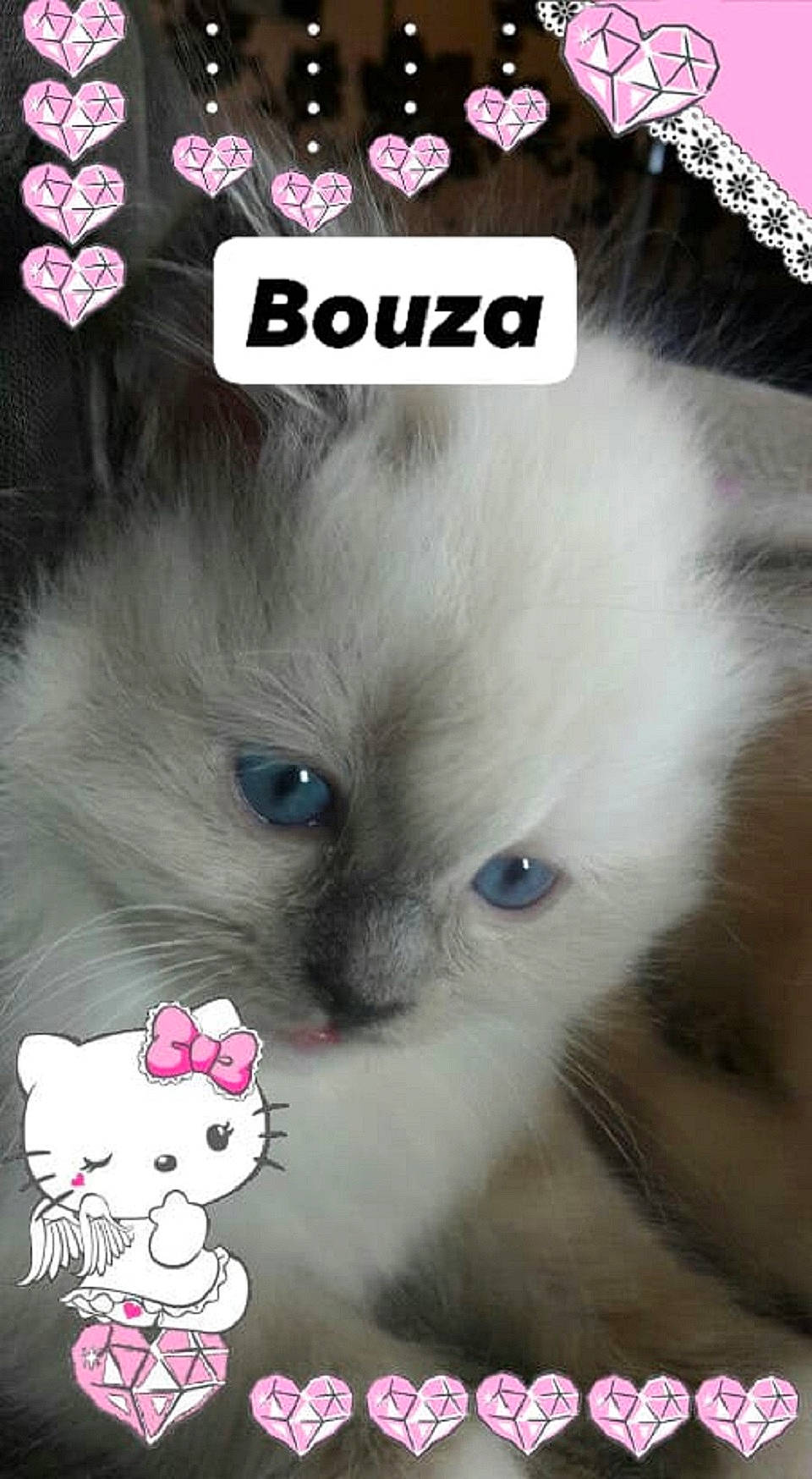 Bouza joined the competition — help win amazing prizes! carnivore, cat, cat_supply, fang, fawn, felidae, font, fur, happy, iris, paw, photo_caption, photography, small_to_medium_sized_cats, snout, tail, terrestrial_animal, whiskers, white