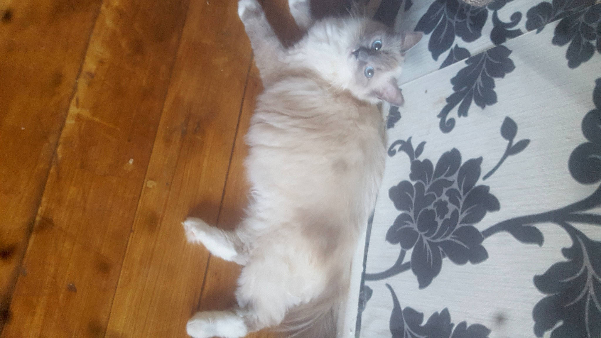 Bouza is registered to the contest to win money with this photo: carnivore, cat, claw, companion_dog, dog_breed, domestic_short_haired_cat, fawn, felidae, flooring, fur, hardwood, laminate_flooring, paw, small_to_medium_sized_cats, tail, varnish, whiskers, wood, wood_flooring, wood_stain