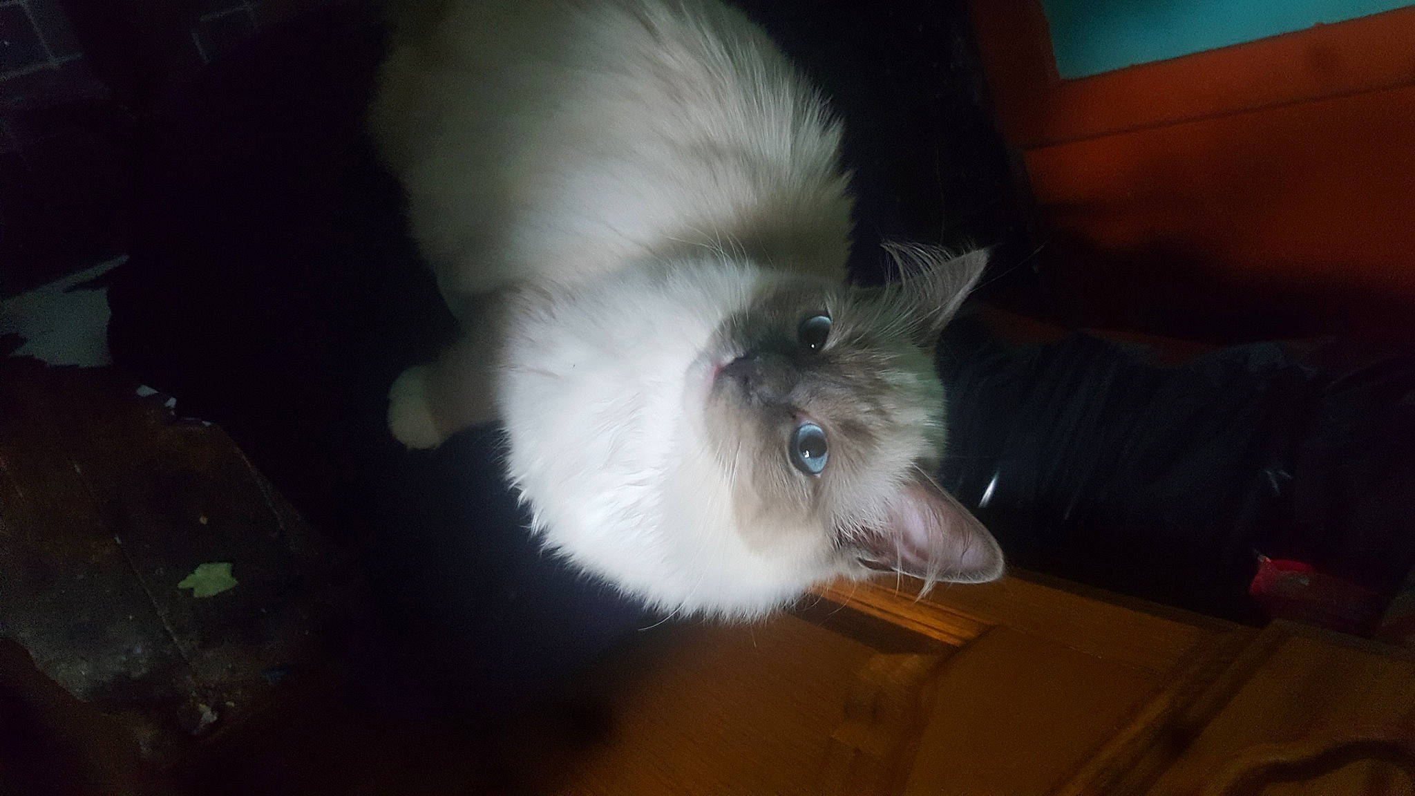 Bouza is registered to the contest to win money with this photo: carnivore, cat, claw, domestic_short_haired_cat, fawn, felidae, fur, hardwood, paw, persian, small_to_medium_sized_cats, snout, tail, whiskers