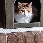 Pepper joined the competition — help win amazing prizes! animal, arched_opening, brick_wall, cat, cat_house, cozy, curious, cute, domestic_cat, feline, fur, home, indoor, looking, orange_cat, pet, portrait, resting_place, soft_light, white_cat