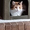 animal, arched_opening, brick_wall, cat, cat_house, cozy, curious, cute, domestic_cat, feline, fur, home, indoor, looking, orange_cat, pet, portrait, resting_place, soft_light, white_cat