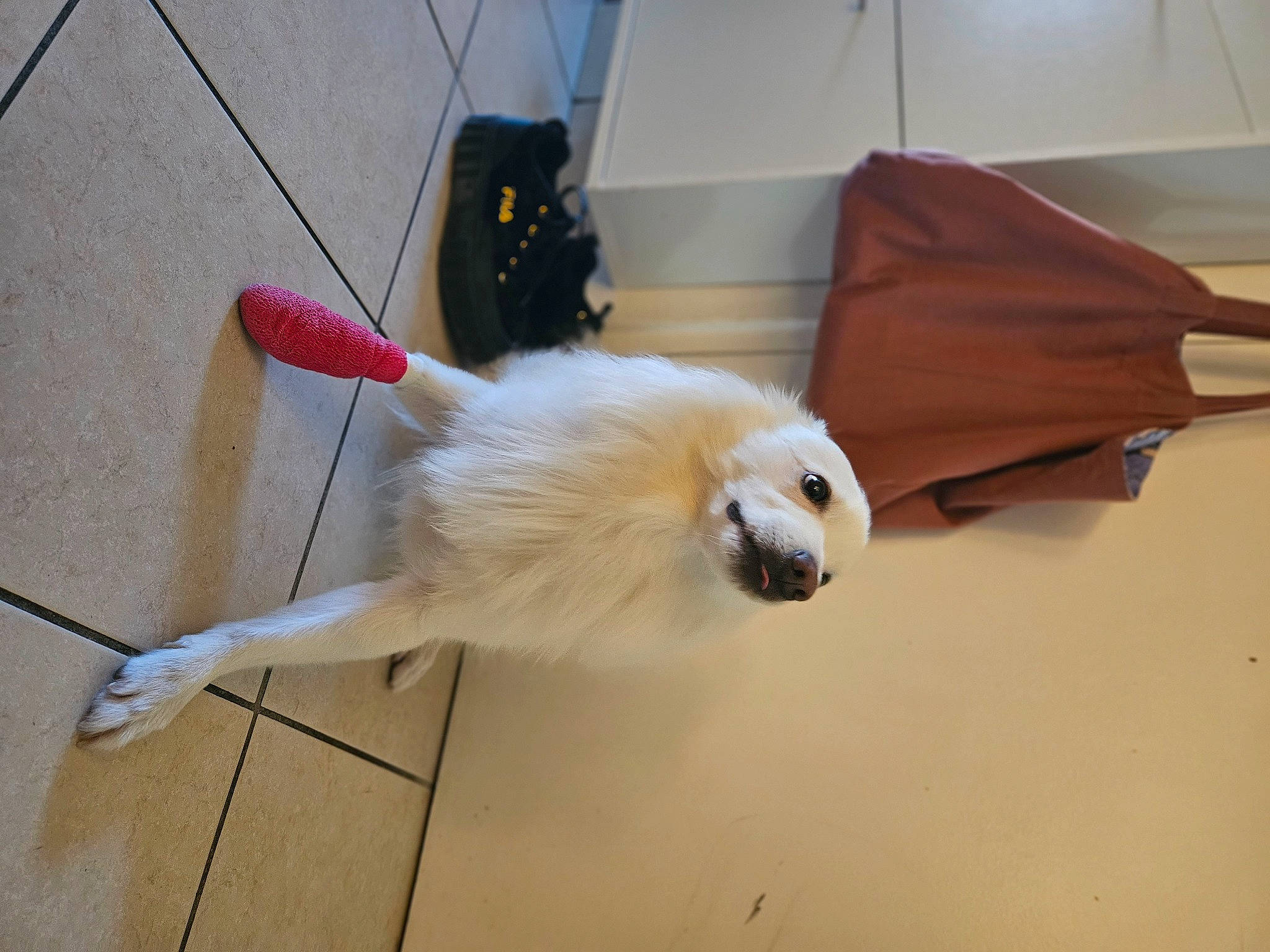 Ico a rejoint le concours — aidez-le/la à gagner de superbes lots ! canidae, collar, companion_dog, dog, dog_breed, feather, floor, flooring, fur, hardwood, leash, non_sporting_group, spitz, tail, toy_dog, wing, wood