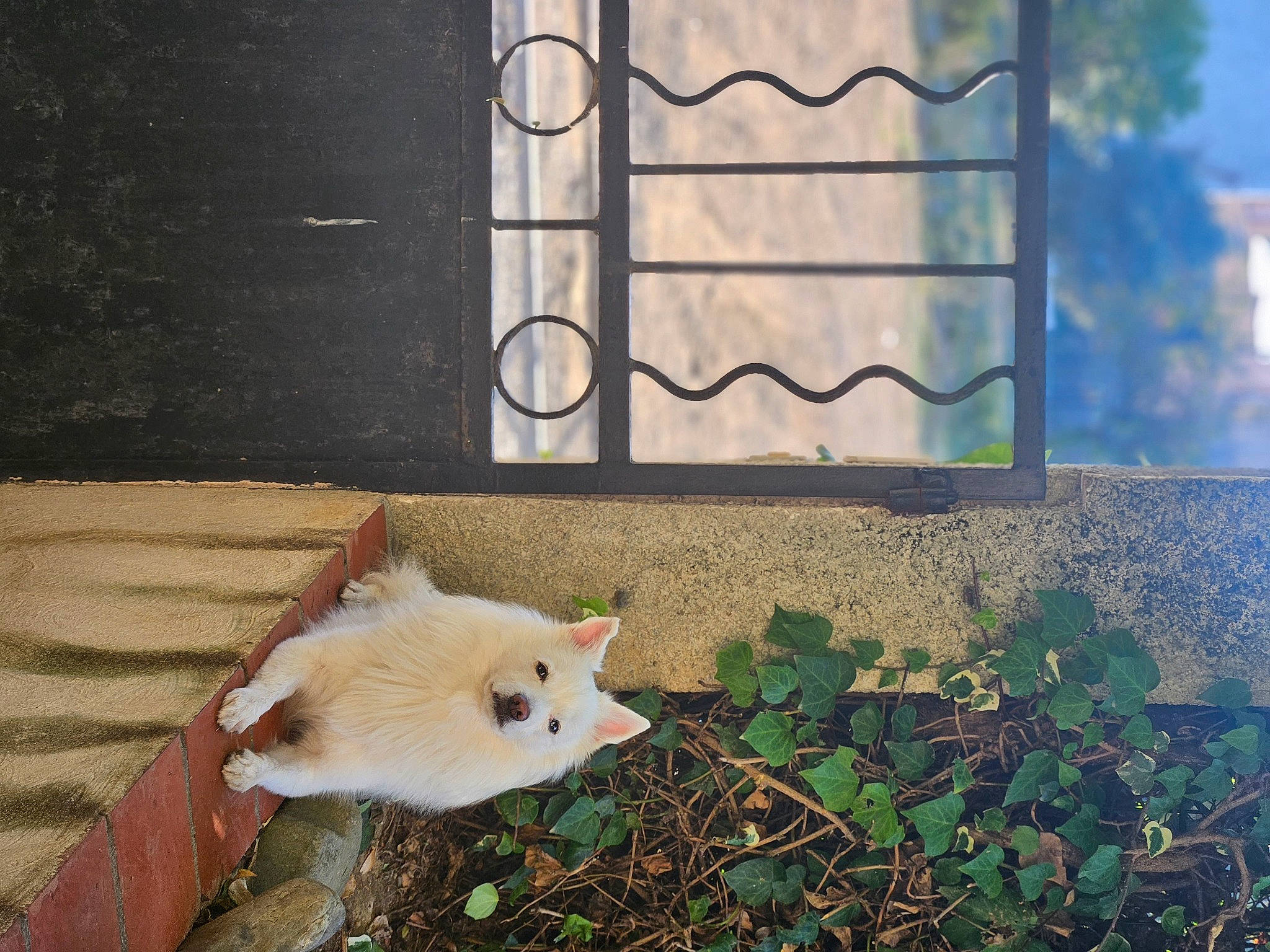 Ico a rejoint le concours — aidez-le/la à gagner de superbes lots ! canidae, carnivore, cat, domestic_short_haired_cat, fawn, felidae, flooring, fur, grass, house, line, plant, small_to_medium_sized_cats, snout, tail, tints_and_shades, tree, whiskers, window, wood