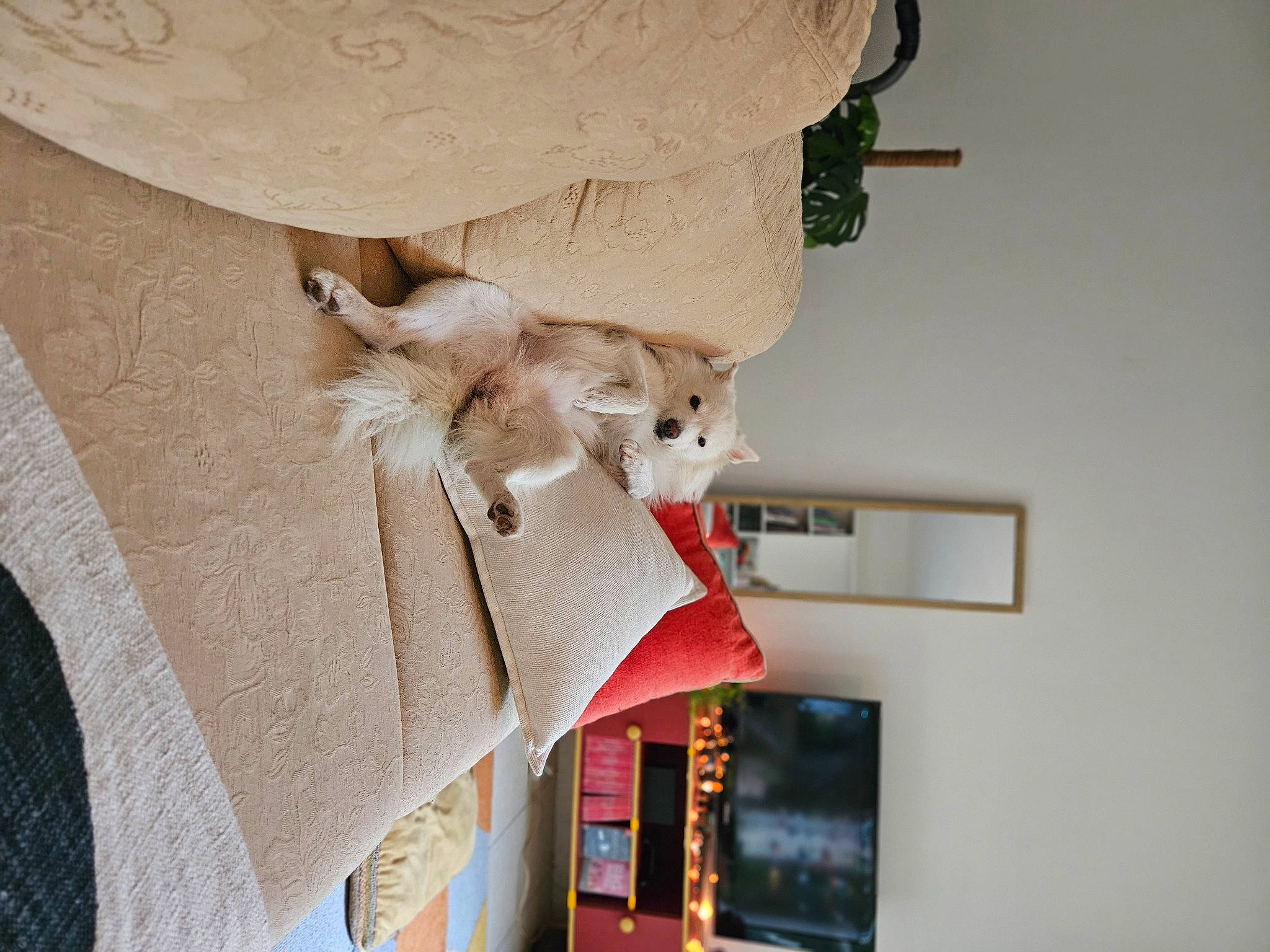 Ico participe au concours pour gagner de l'argent avec cette photo : bookcase, ceiling, comfort, couch, felidae, fur, house, interior_design, linens, paper, paper_product, plant, plaster, room, sculpture, shelf, shelving, stuffed_toy, toy, wood