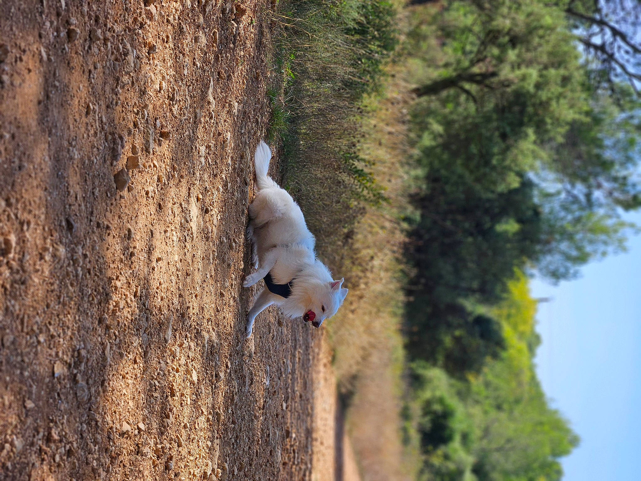 Ico a rejoint le concours — aidez-le/la à gagner de superbes lots ! canidae, carnivore, dog, dog_breed, extreme_sport, forest, landscape, leisure, plant, recreation, rock, rope, sky, soil, sport_climbing, sporting_group, tree, trunk, wood, woody_plant