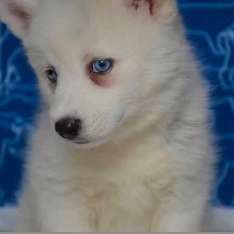 Milo participe au concours pour gagner de l'argent avec cette photo : adorable, animal, background_pattern, blue_eyes, canine, close_up, cute, dog, domestic_animal, fluffy, furry, indoor, looking_down, pet, portrait, puppy, small, soft_light, white_fur, young