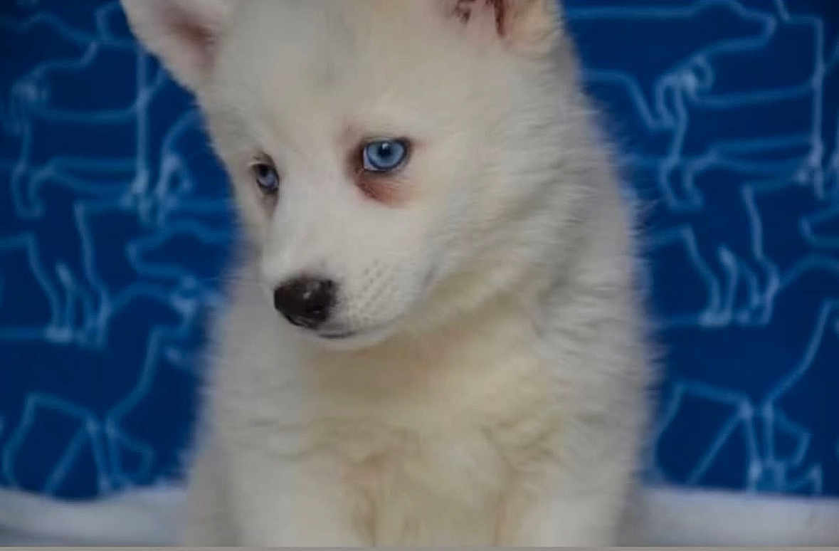Milo participe au concours pour gagner de l'argent avec cette photo : puppy, dog, white_fur, blue_eyes, cute, pet, animal, portrait, indoor, fluffy, young, canine, close_up, looking_down, background_pattern, adorable, soft_light, domestic_animal, furry, small