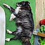 dog, black_and_white, lying_down, outdoor, green_carpet, fluffy, relaxed, pet, fur, garden, plant, pot, sidewalk, daylight, canine, animal, nature, resting, paw, nose
