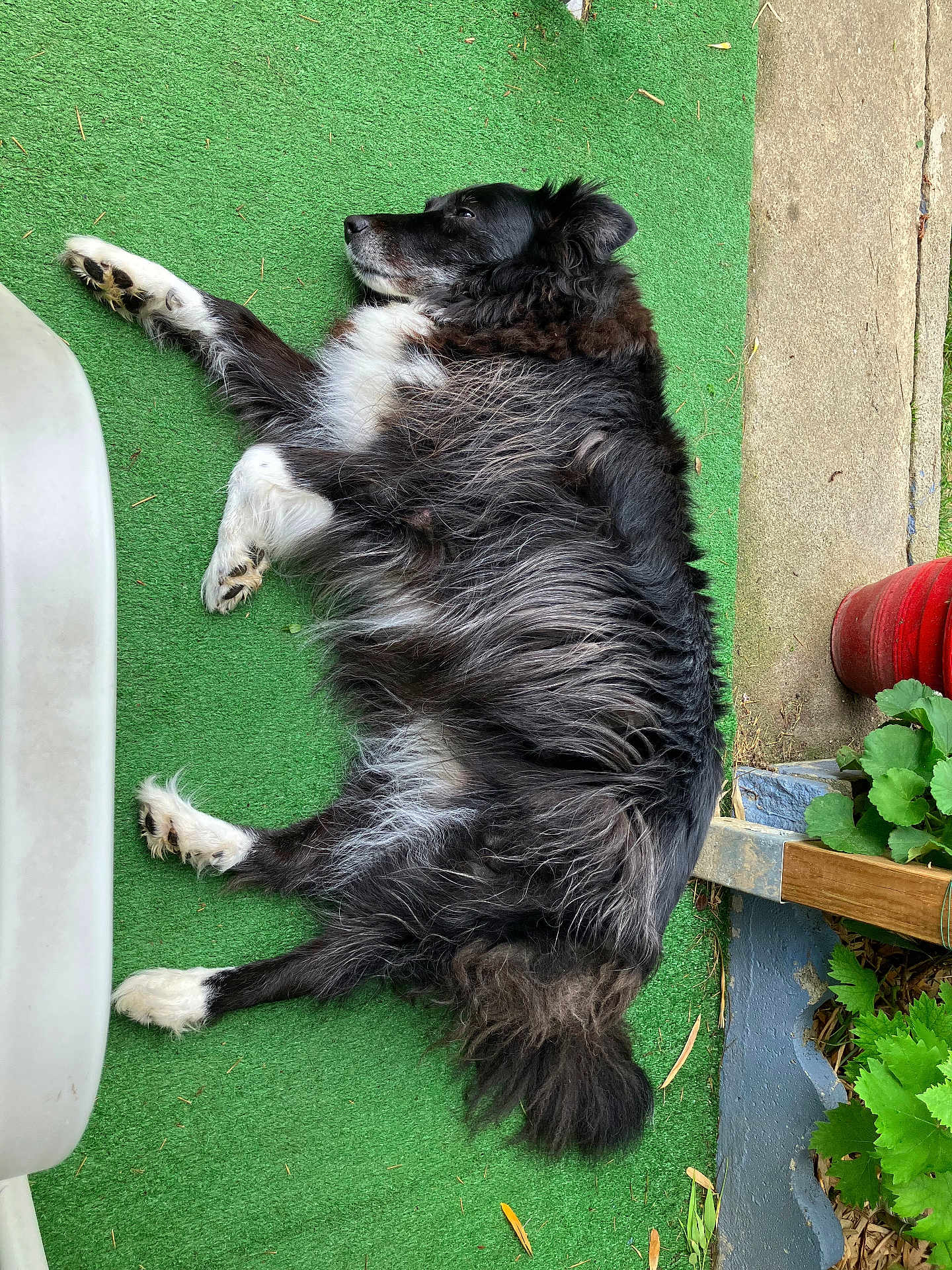 Chica participe au concours pour gagner de l'argent avec cette photo : dog, black_and_white, lying_down, outdoor, green_carpet, fluffy, relaxed, pet, fur, garden, plant, pot, sidewalk, daylight, canine, animal, nature, resting, paw, nose