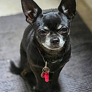 Blaky a rejoint le concours — aidez-le/la à gagner de superbes lots ! dog, black_dog, small_dog, pet, animal, ears, collar, tag, sitting, mat, indoor, fur, canine, looking_at_camera, close_up, cute, domestic_animal, portrait, floor, texture