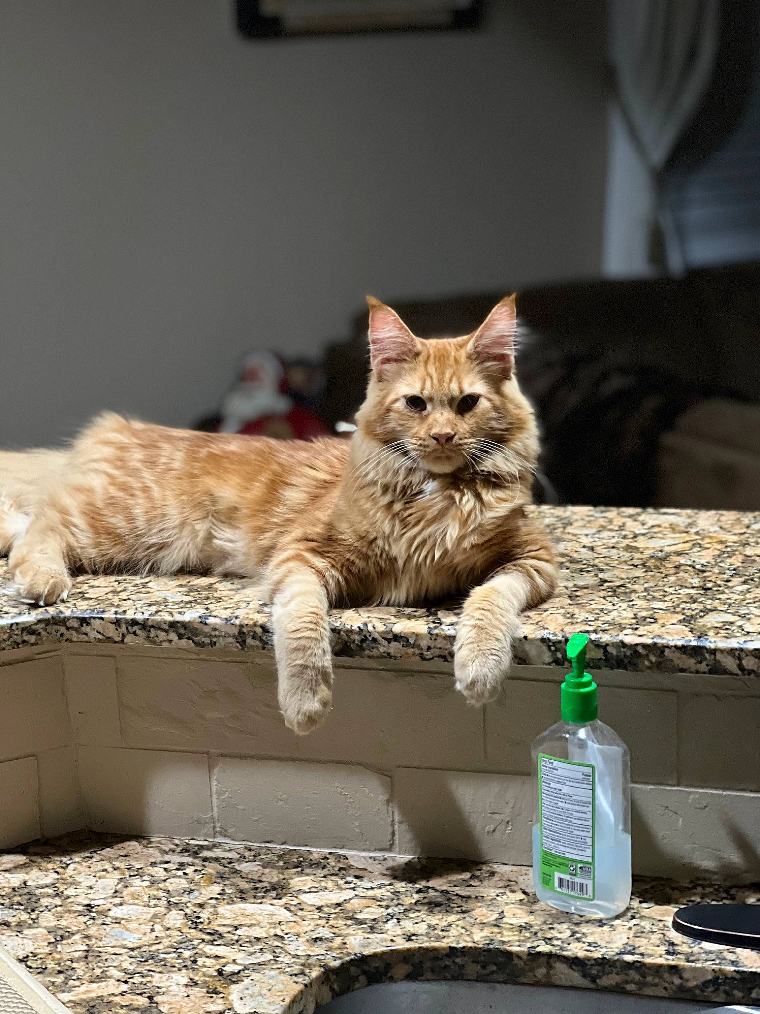 Obie joined the competition — help win amazing prizes! bottle, box, carnivore, cat, claw, domestic_short_haired_cat, fawn, felidae, fur, paw, sitting, small_to_medium_sized_cats, snout, soil, tail, terrestrial_animal, water_bottle, whiskers, window, wood