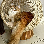 Padmé a rejoint le concours — aidez-le/la à gagner de superbes lots ! cat, fluffy_cat, long_tail, woven_bed, circular_bed, indoor, tile_floor, pet, feline, relaxed, cozy, home, animal, cute, resting, looking_at_camera, comfortable, furniture, cute_pet, domestic_cat