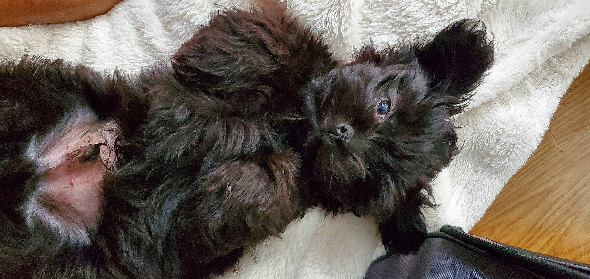 Neeko is registered to the contest to win money with this photo: canidae, carnivore, claw, companion_dog, dog, dog_breed, dog_supply, fawn, felidae, fur, liver, paw, small_to_medium_sized_cats, snout, sporting_group, tail, terrier, toy_dog, whiskers, working_animal