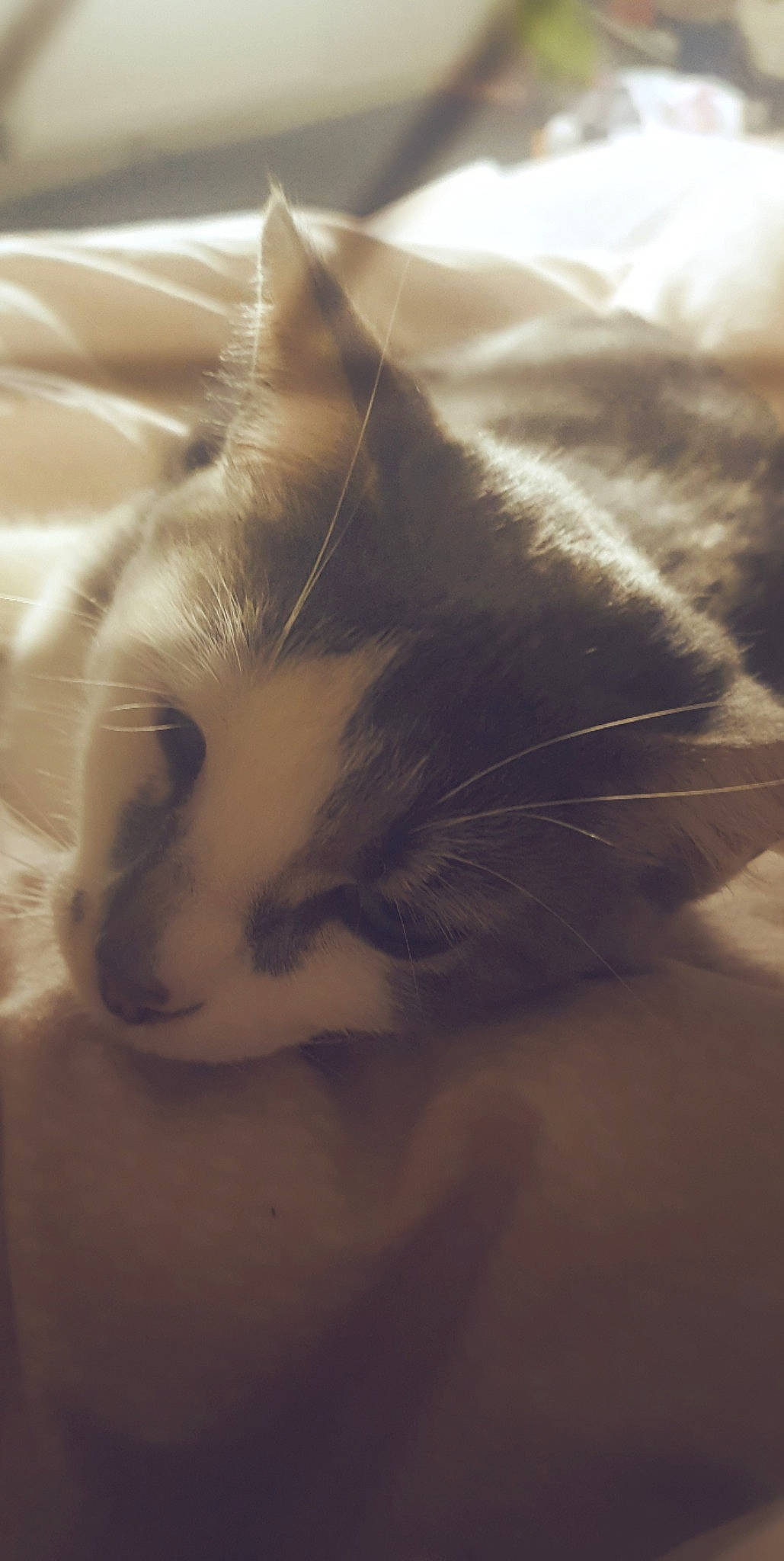 Stella a rejoint le concours — aidez-le/la à gagner de superbes lots ! carnivore, cat, claw, cloud, comfort, darkness, domestic_short_haired_cat, ear, eyelash, felidae, foot, fur, monochrome_photography, nap, paw, sleep, small_to_medium_sized_cats, snout, tail, whiskers