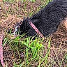Ravioli a rejoint le concours — aidez-le/la à gagner de superbes lots ! dog, black_dog, outdoor, grass, lawn, leash, pink_leash, wet_fur, shaggy_fur, animal, pet, lying_down, sniffing, face_down, nature, ground, greenery, dirt, portrait, vertical_photo