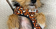 Ravioli participe au concours pour gagner de l'argent avec cette photo : dog, small_dog, scruffy_dog, wirehaired, tan_fur, black_fur, leopard_print, harness, leash, pet, animal, portrait, closeup, sitting, lying_down, fluffy_paws, black_nose, pointed_ears, indoor, funny