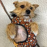 dog, small_dog, scruffy_dog, wirehaired, tan_fur, black_fur, leopard_print, harness, leash, pet, animal, portrait, closeup, sitting, lying_down, fluffy_paws, black_nose, pointed_ears, indoor, funny