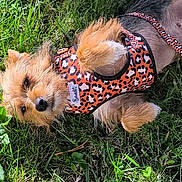 Ravioli participe au concours pour gagner de l'argent avec cette photo : dog, puppy, pet, animal, grass, outdoor, garden, leash, harness, leopard_print, small_dog, scruffy, fluffy, lying_down, relaxed, sunlight, greenery, portrait, cute, backyard