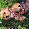 dog, puppy, pet, animal, grass, outdoor, garden, leash, harness, leopard_print, small_dog, scruffy, fluffy, lying_down, relaxed, sunlight, greenery, portrait, cute, backyard