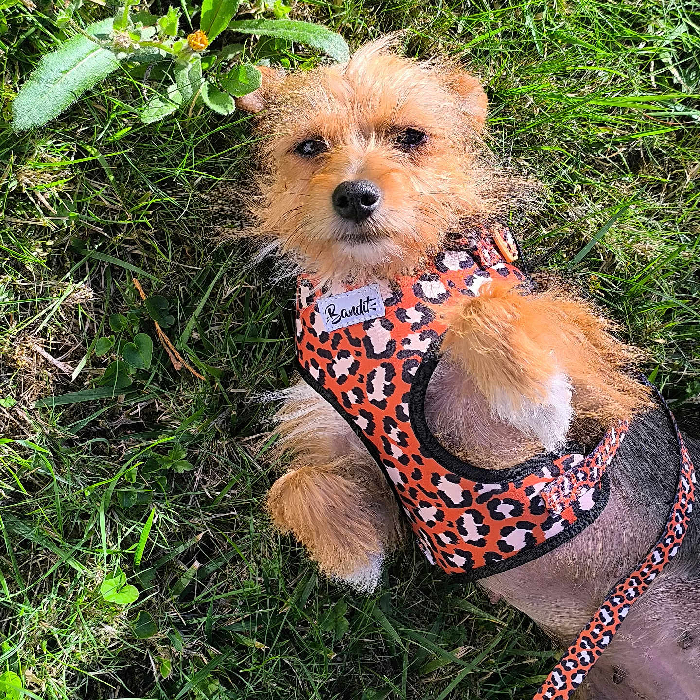 Ravioli participe au concours pour gagner de l'argent avec cette photo : dog, canine, pet, small_dog, scruffy, shaggy, tan_fur, grass, outdoor, garden, lying_down, portrait, leash, harness, animal_clothing, leopard_print, orange, black, greenery, close_up