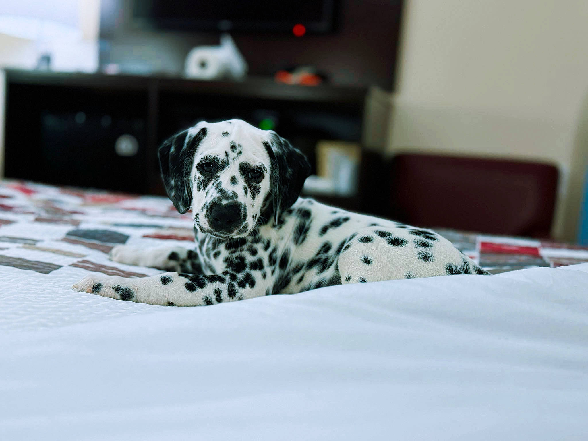 Darla is registered to the contest to win money with this photo: canidae, carnivore, comfort, companion_dog, dalmatian, dog, dog_breed, flooring, fur, non_sporting_group, sporting_group, terrestrial_animal, whiskers, working_animal