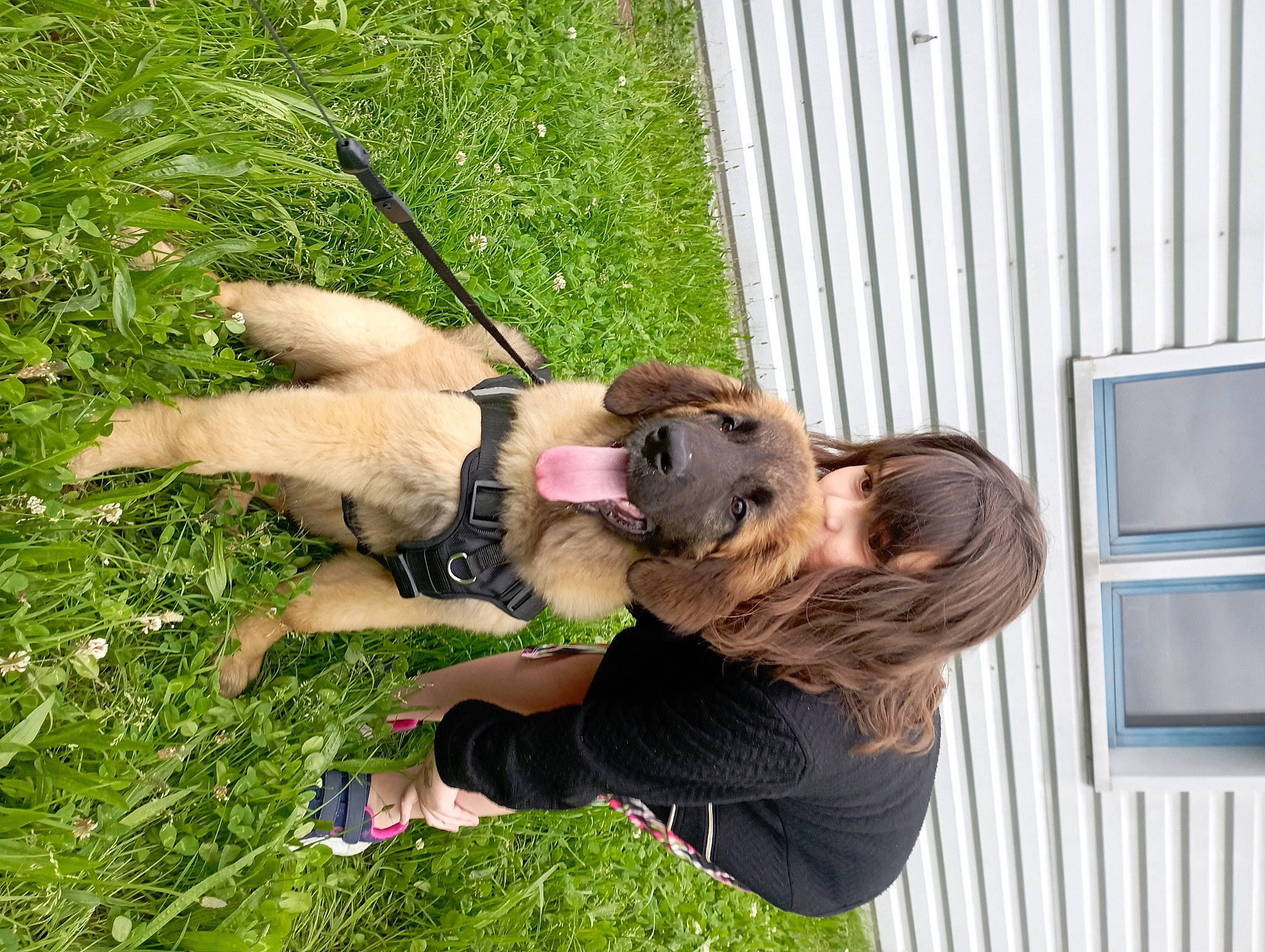 Rust a rejoint le concours — aidez-le/la à gagner de superbes lots ! canidae, carnivore, companion_dog, dog, dog_breed, fawn, grass, grassland, leash, leisure, plant, recreation, sporting_group, tail, window, working_animal