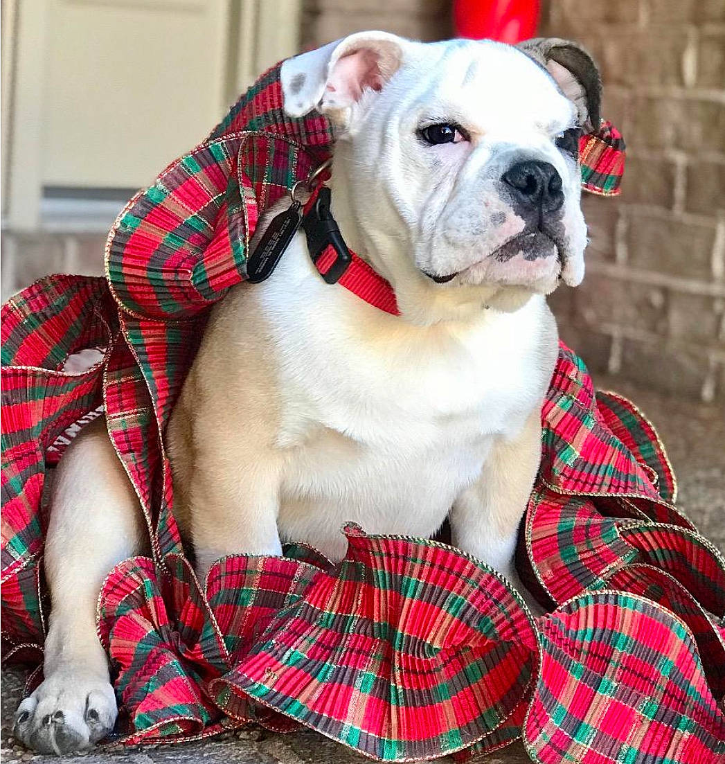 Moose is registered to the contest to win money with this photo: bulldog, carnivore, collar, comfort, companion_dog, dog, dog_breed, dog_collar, dog_supply, event, fawn, fur, grass, green, pattern, pet_supply, plaid, red, tartan, working_animal