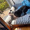 animal, bed, black_and_white, blanket, comfort, cozy, daylight, dog, door, garden, home, indoor, looking_outside, pet, plant, relaxing, resting, sunlight, window, wood_floor