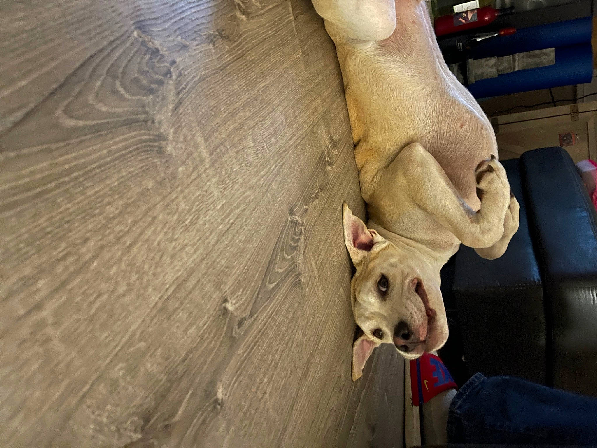 Axle is registered to the contest to win money with this photo: art, artifact, carnivore, carving, comfort, companion_dog, dog_breed, fawn, floor, flooring, foot, fur, hardwood, human_leg, sculpture, snout, stuffed_toy, visual_arts, wood, working_animal