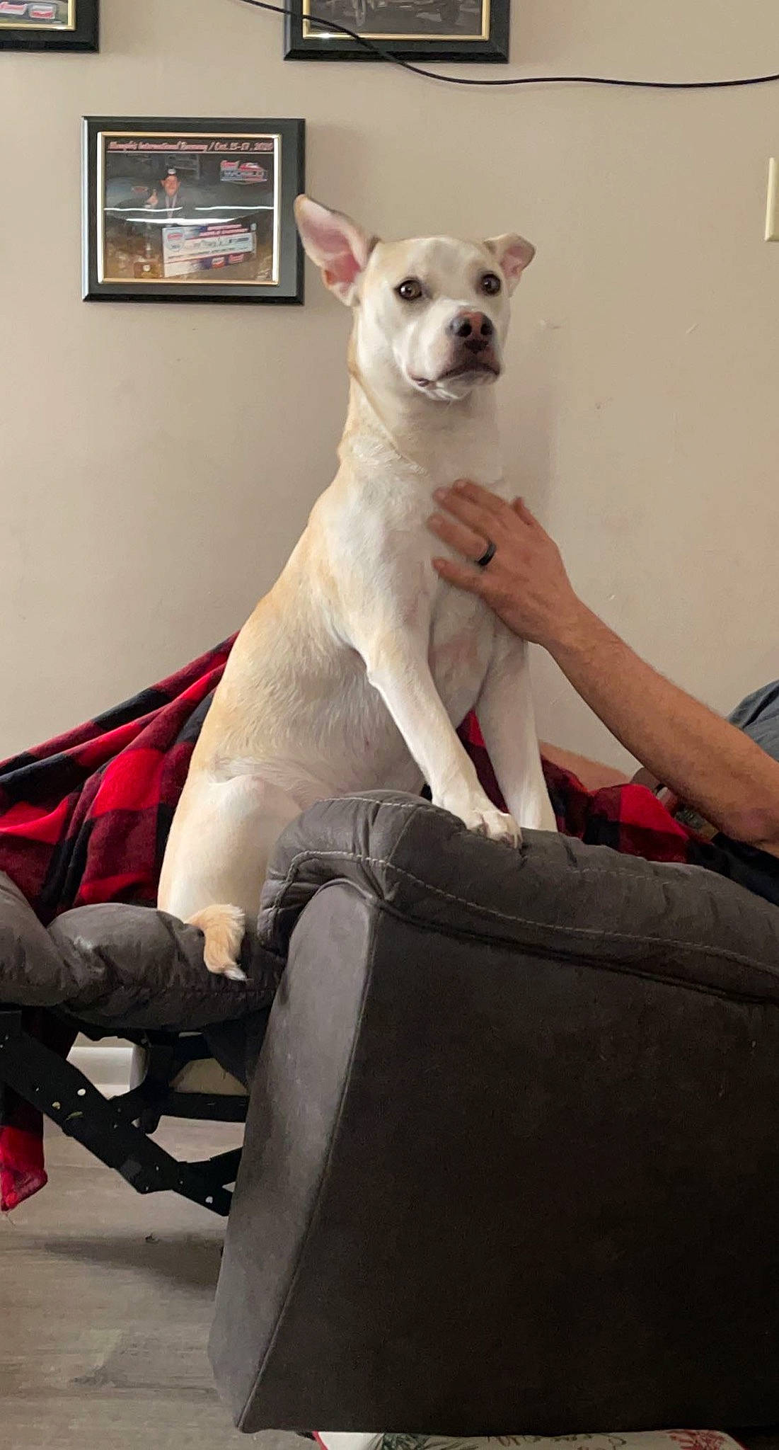 Axle joined the competition — help win amazing prizes! canidae, carnivore, comfort, companion_dog, dog_breed, fawn, felidae, fur, non_sporting_group, polar_bear, sitting, snout, terrestrial_animal, wildlife