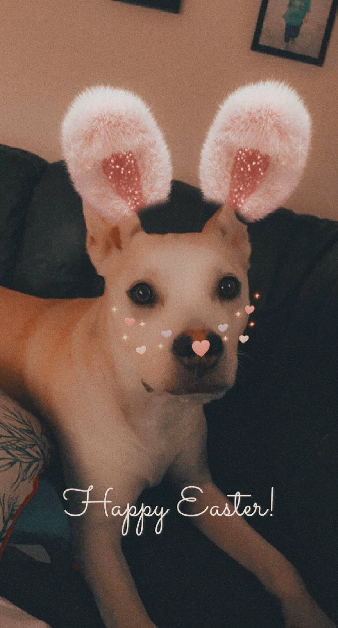 Axle is registered to the contest to win money with this photo: canidae, companion_dog, dog_breed, ear, eyelash, fashion_accessory, fawn, fictional_character, fur, headpiece, jewellery, magenta, pattern, pink, plush, snout, stuffed_toy, tail, toy, whiskers