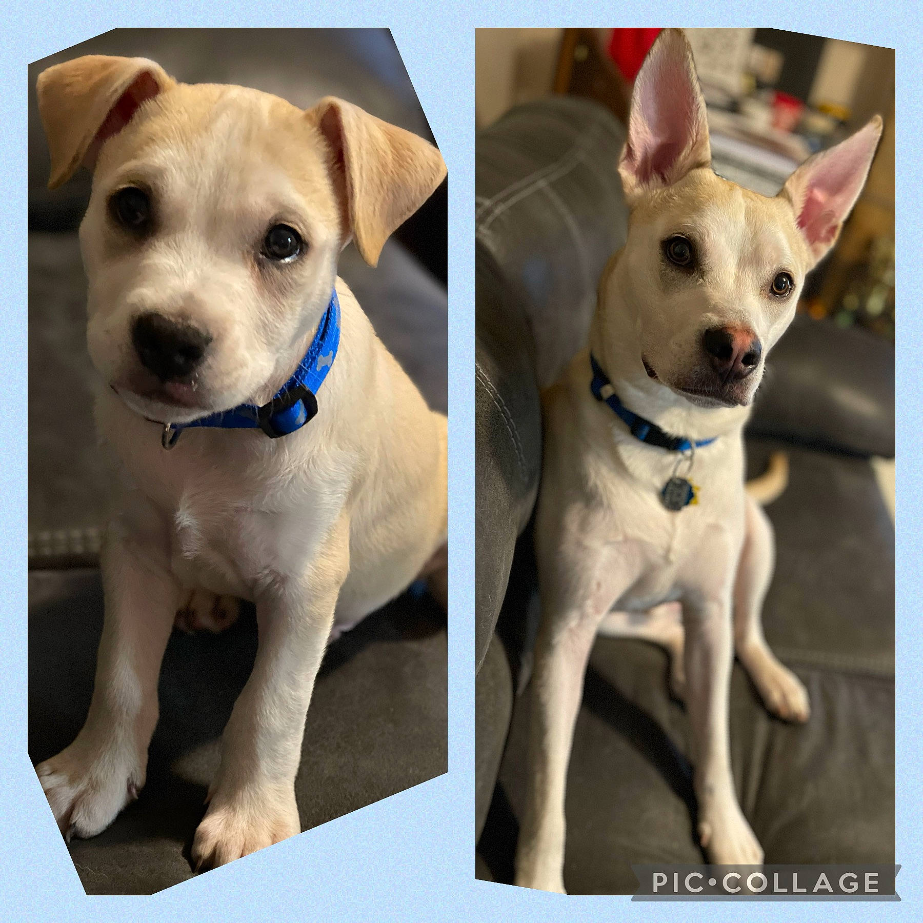 Axle is registered to the contest to win money with this photo: canidae, carnivore, circle, collar, companion_dog, dishware, dog, dog_breed, dog_collar, dog_supply, eye, fashion_accessory, fawn, font, pattern, pet_supply, snout, sporting_group, whiskers, working_animal