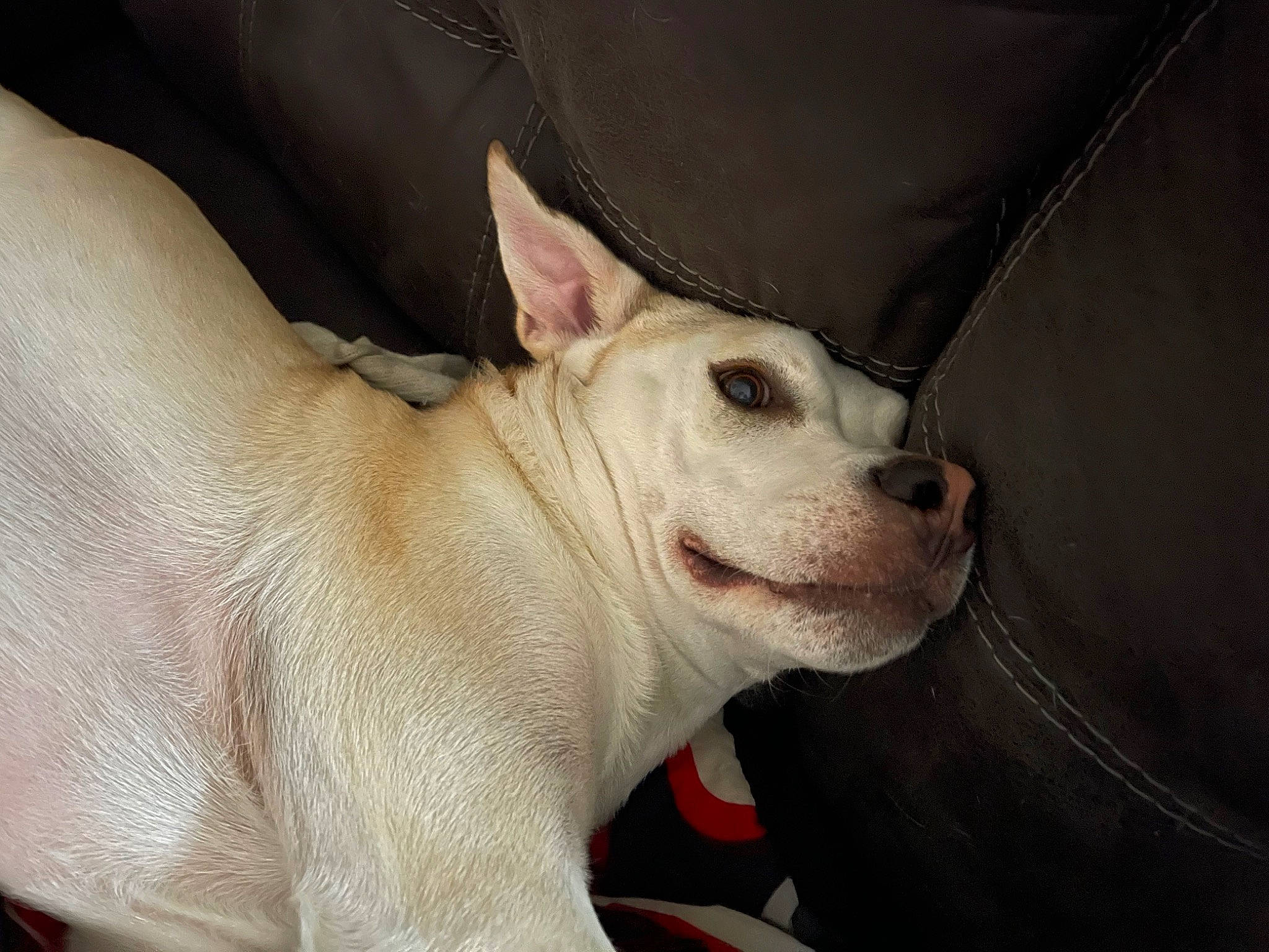 Axle joined the competition — help win amazing prizes! canidae, carmine, carnivore, collar, comfort, companion_dog, dog, dog_breed, dog_collar, dogo_guatemalteco, ear, eye, fawn, snout, sporting_group, terrestrial_animal, toy_dog, whiskers, working_animal, wrinkle