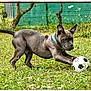 dog, puppy, grass, soccer_ball, playful, outdoor, pet, blue_collar, animal, young_dog, nature, greenery, garden, summer, fun, active, mammal, cute, field, canine