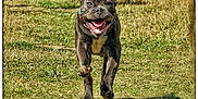 Aïko participe au concours pour gagner de l'argent avec cette photo : dog, running, grass, outdoor, happy, smiling, pet, animal, canine, nature, daylight, active, energetic, muzzle, collar, field, tongue, mouth_open, four_legs, brown