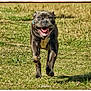 dog, running, grass, outdoor, happy, smiling, pet, animal, canine, nature, daylight, active, energetic, muzzle, collar, field, tongue, mouth_open, four_legs, brown