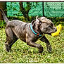 dog, puppy, grass, toy, blue_collar, outdoor, playful, animal, pet, nature, greenery, fur, canine, young_dog, running, field, active, happy, snout, ears