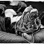 dog, canine, pet, black_and_white, tongue_out, upside_down, lying_down, couch, texture, playful, close_up, wrinkles, ears, nose, happy, relaxed, indoor, animal, portrait, cute