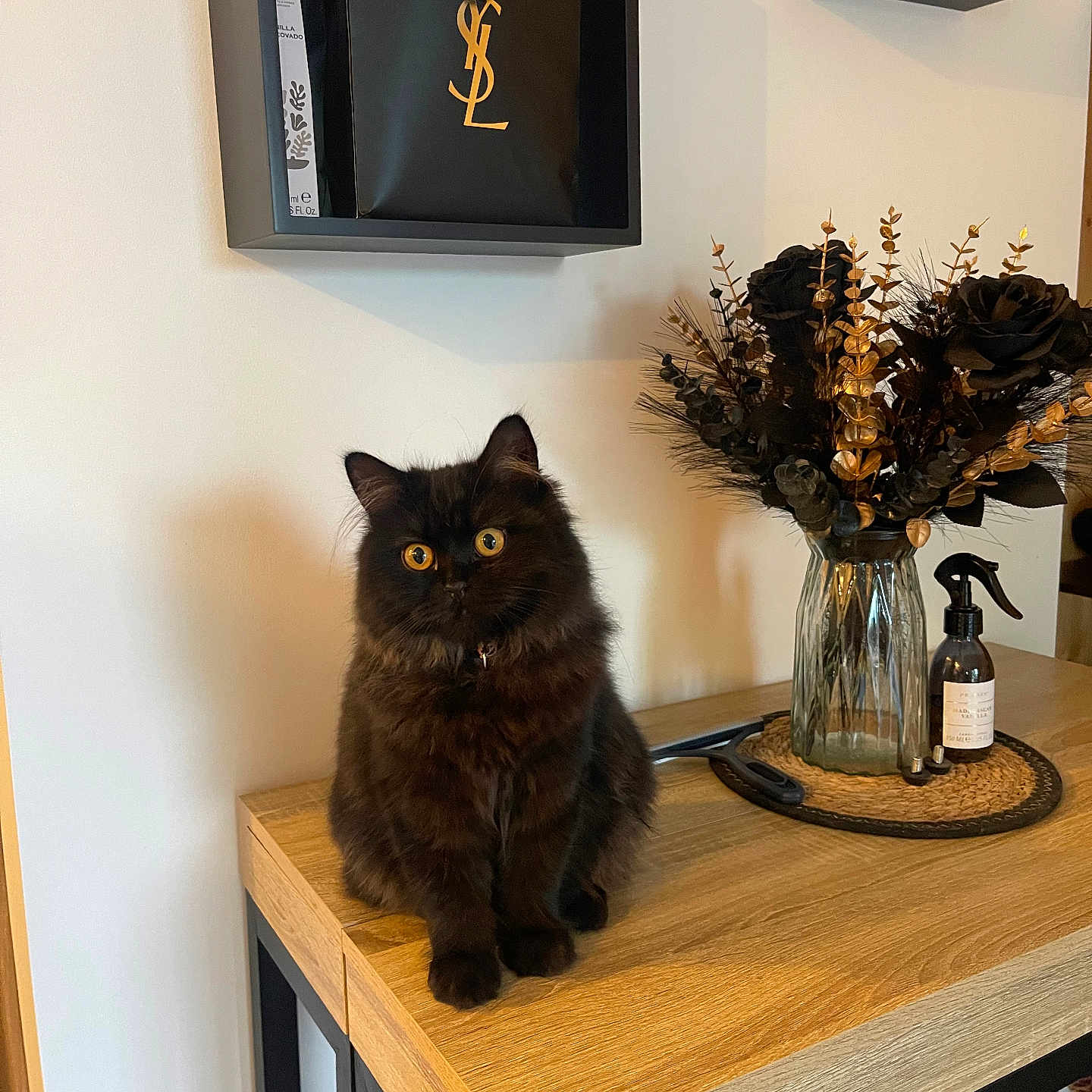 Molly a rejoint le concours — aidez-le/la à gagner de superbes lots ! animal, bookcase, cat, desk, diningtable, flower, flowerarrangement, furniture, hardwood, indoors, interiordesign, pet, photoframe, plant, plywood, shelf, stainedwood, table, tabletop, wood