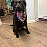 Shyla is registered to the contest to win money with this photo: dog, black_dog, bandana, knicks, tongue_out, indoor, wooden_floor, window, curtains, happy, pet, canine, sitting, home, household_items, smiling, closeup, floor, collar, domestic_animal