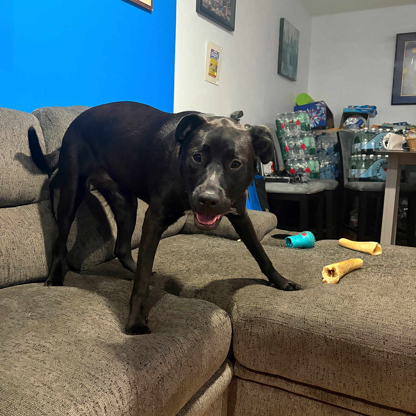 Shyla joined the competition — help win amazing prizes! dog, black_dog, couch, sectional_sofa, dog_bone, dog_toy, indoor, living_room, gray_furniture, blue_wall, framed_pictures, happy_dog, pet, playful, wood_floor, plastic_bottles, chair, table, smiling, household