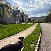 Shyla is registered to the contest to win money with this photo: dog, black_dog, leash, sidewalk, grass, suburban, house, tree, sky, cloud, road, curious, daytime, nature, walk, residential_area, spring, outdoor, quiet, neighborhood