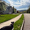 dog, black_dog, leash, sidewalk, grass, suburban, house, tree, sky, cloud, road, curious, daytime, nature, walk, residential_area, spring, outdoor, quiet, neighborhood