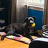 Shyla joined the competition — help win amazing prizes! dog, black_dog, ball, yellow_ball, indoor, quilt, wooden_floor, window, curtains, pet, laying_down, playful, collar, furniture, home, relaxed, daylight, cheerful, canine, living_room