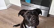 Shyla is registered to the contest to win money with this photo: dog, black_dog, pet, animal, indoor, kitchen, wooden_floor, stainless_steel, oven, towel, curious, sitting, collar, floor, looking_up, domestic, canine, household, cute, companion