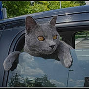 Hermès participe au concours pour gagner de l'argent avec cette photo : animal, car, car_window, cat, funny, fur, gray_cat, looking_at_camera, outdoor, parking_lot, parking_sign, paws, pet, reflection, sitting, sky, trees, vehicle, whiskers, yellow_eyes